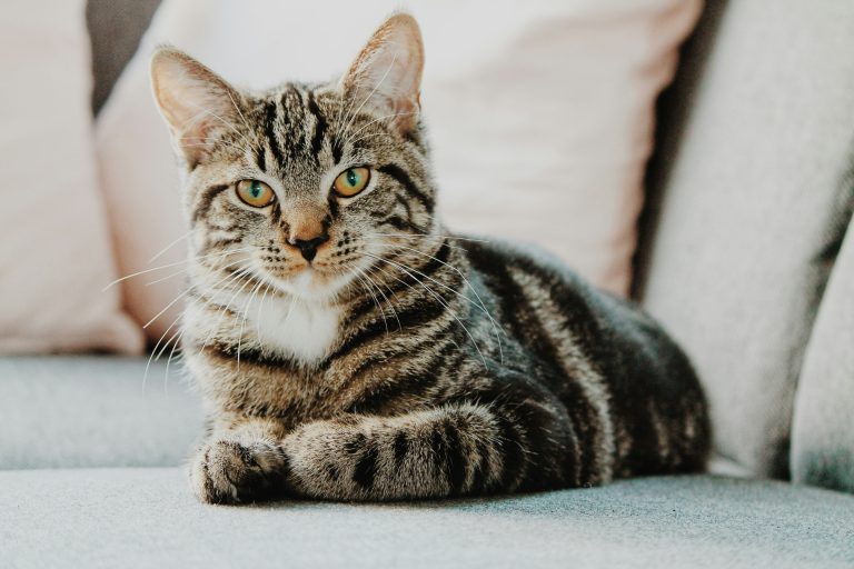 A tabby cat looks at the camera
